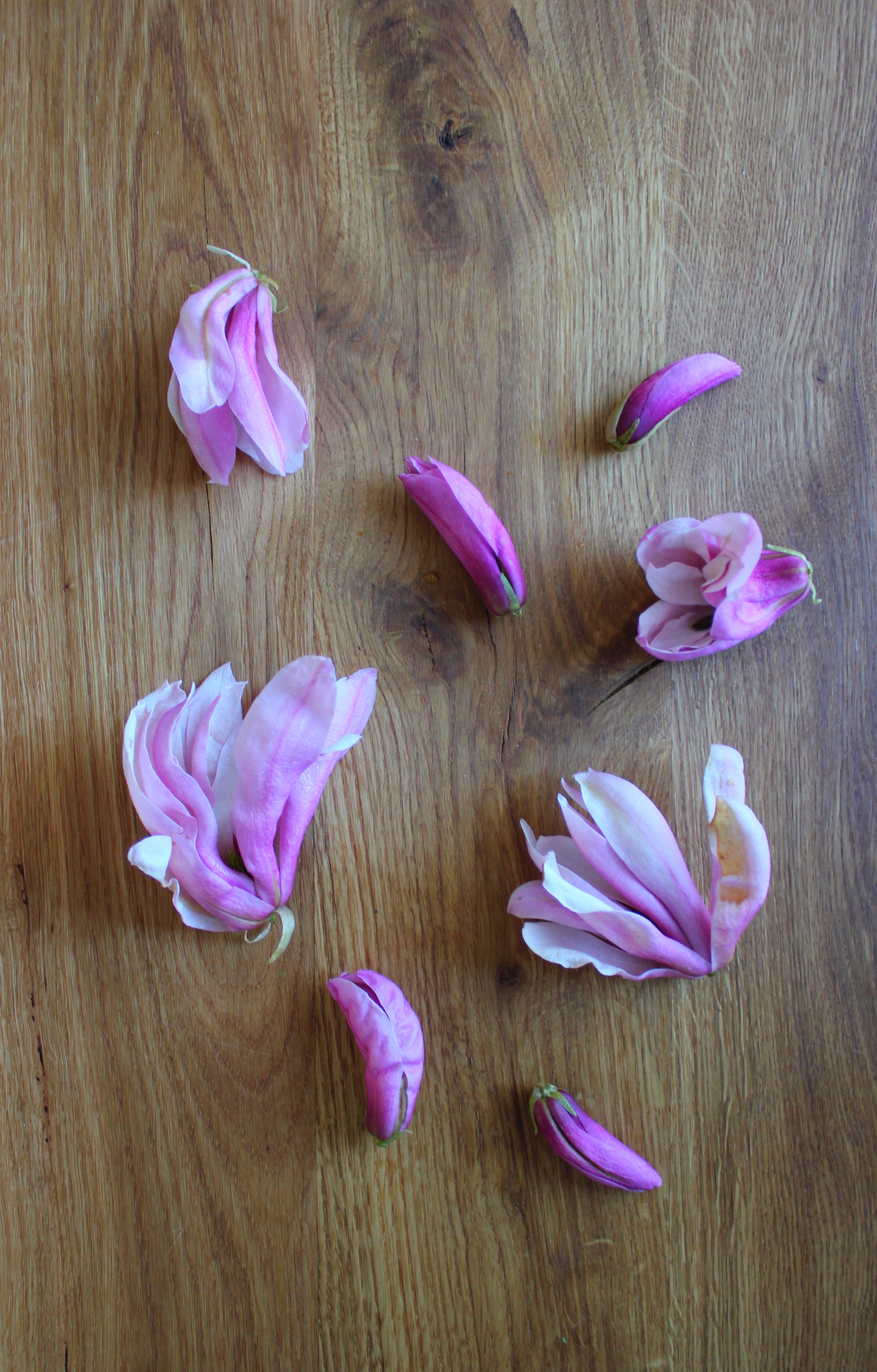 Spiselige magnolie blomster Råd og vejledning Nøgenbillede Hq